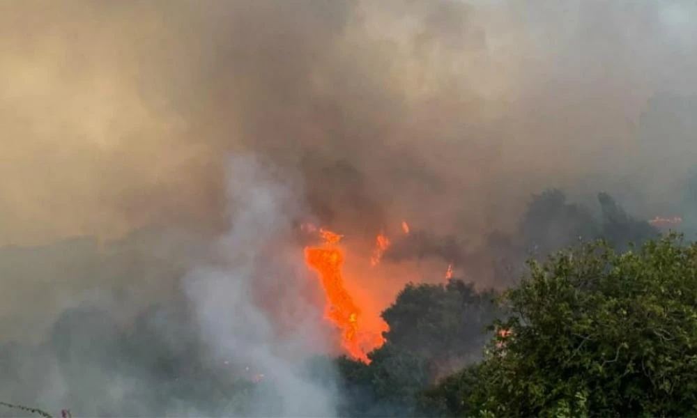 Πυρκαγιά στη Φωκίδα: Δείτε τα καμένα του ελαιώνα της Άμφισσας από drone